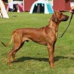 cooper1