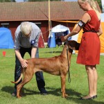 cooper2