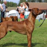 cooper6