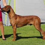 cooper2
