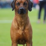leo6