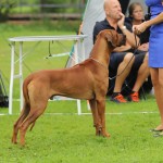 cooper2