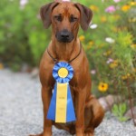 maggie_cert1