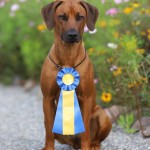 maggie_cert2