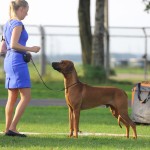 dag2cooper2