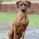 maggie1år2 maggie1år2