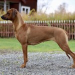 maggie1år4 maggie1år4