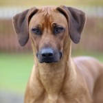 maggie1år5 maggie1år5