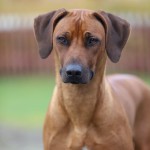 maggie1år6 maggie1år6