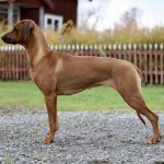 maggie1år7 maggie1år7