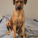 bengo1år1 bengo1år1