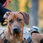 bengo1år2 bengo1år2