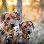 bengo1år3 bengo1år3