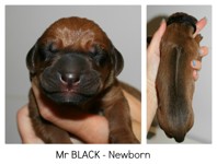 black_newborn