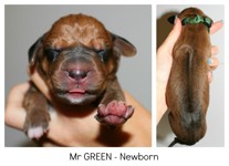 green_newborn