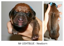 lightblue_newborn