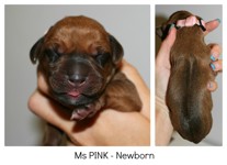 pink_newborn