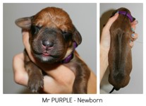 purple_newborn