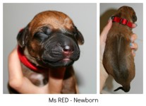 red_newborn