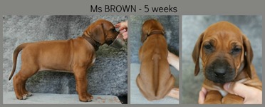 5weeks_brown
