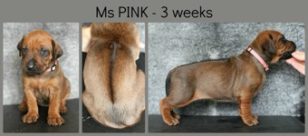 3weeks_pink