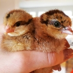 kycklingar_nykläckta1