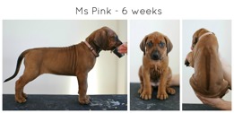 6weeks_pink