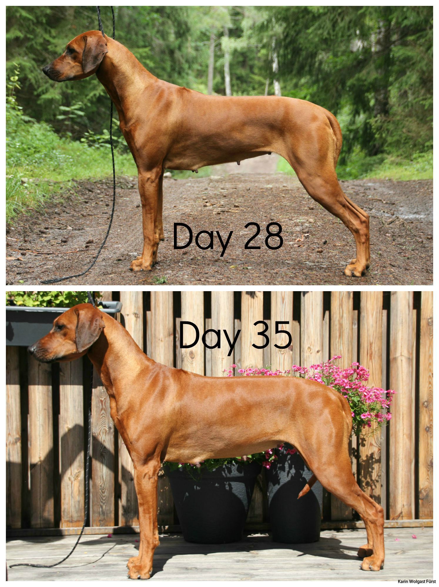 35 days sales pregnant dog