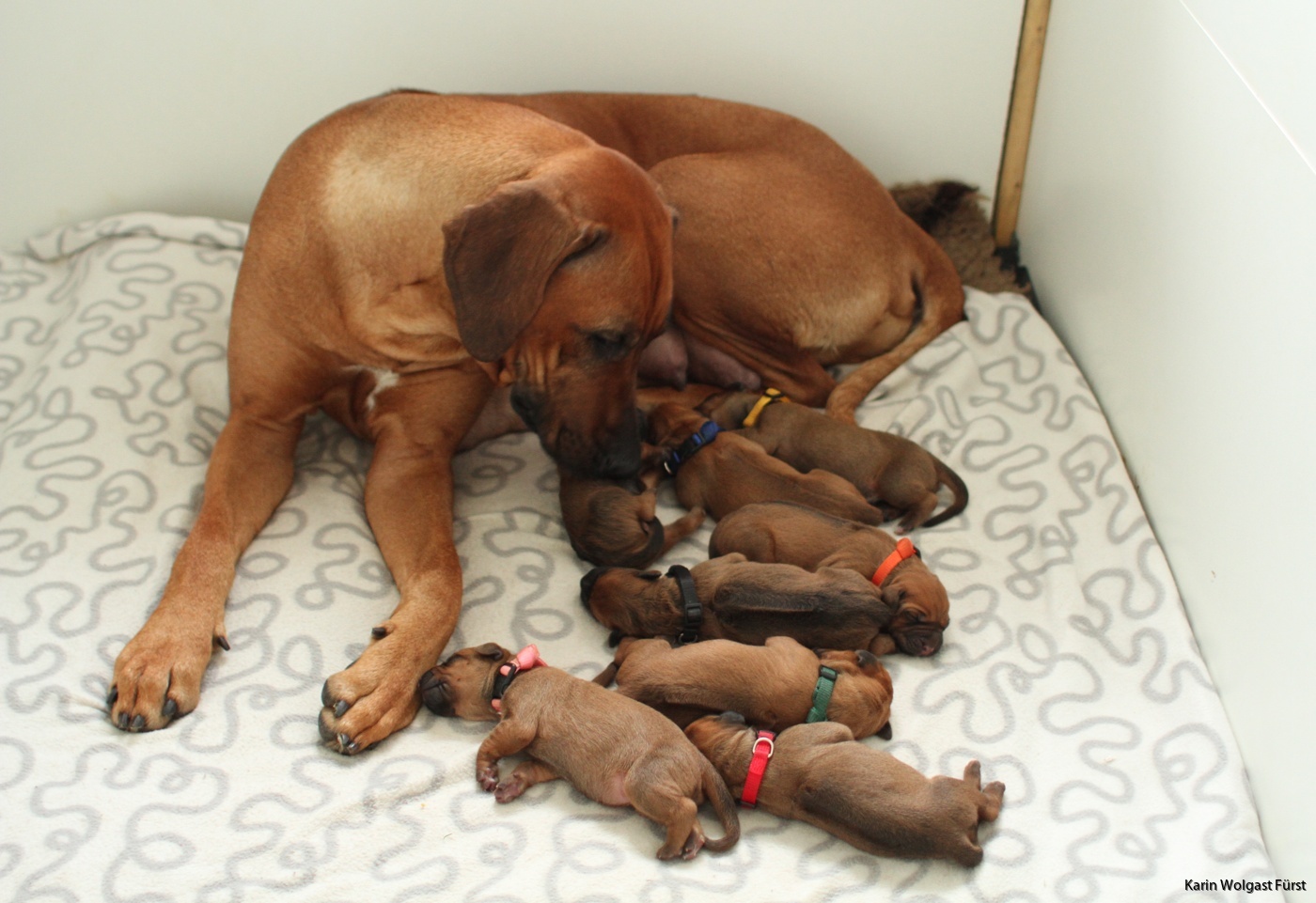 Gie bitch pregnant puppies dick amiture porn