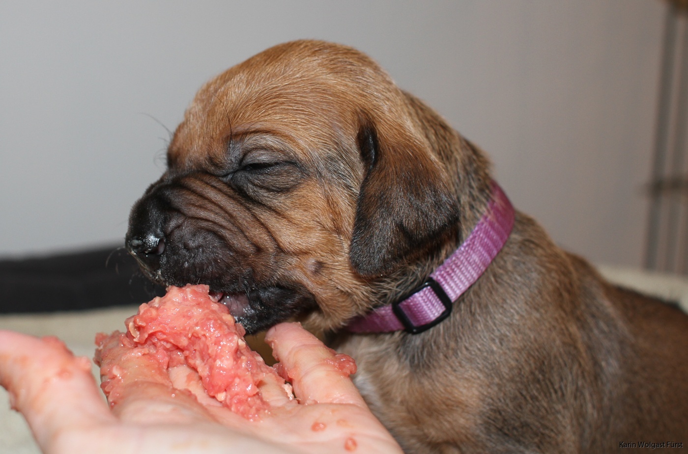 The puppies first time eating solid food Kennel Kadamo