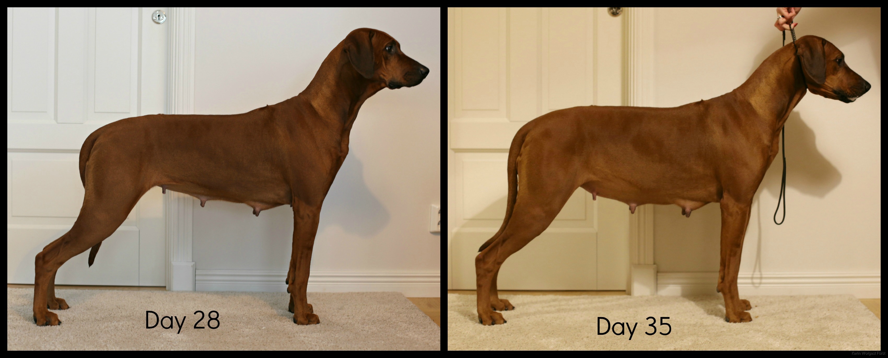 35 days sales pregnant dog