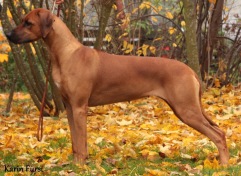 gaya 2 years 7 months_stack1