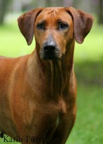Hugo 019