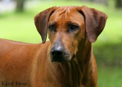 Hugo 025