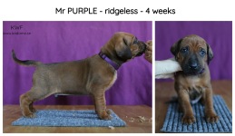 4weeks-purple