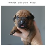 1week_grey