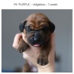1week_purple