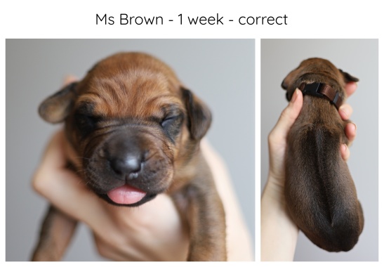 1_week_brown