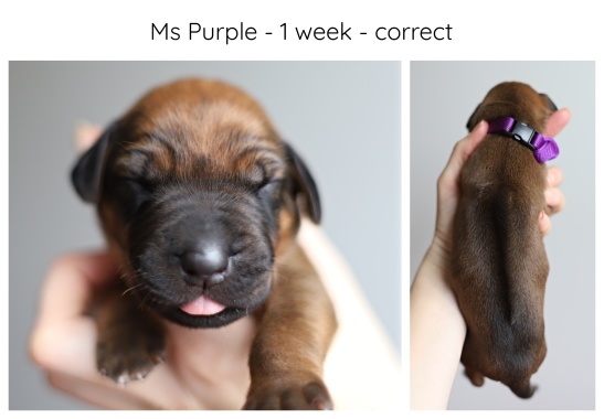1_week_purple
