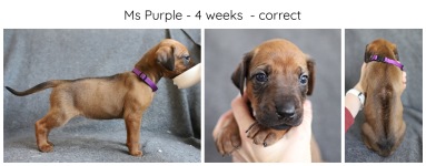 4_weeks_purple