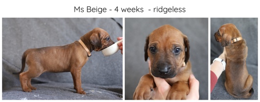 4_weeks_beige