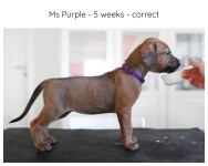 5_weeks_purple