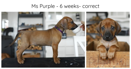6_weeks_purple