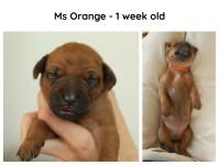 1week_orange