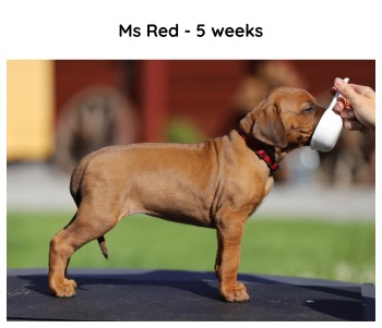 5weeks_red