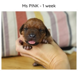 1wk_pink