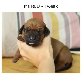 1wk_red