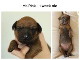 1week_pink