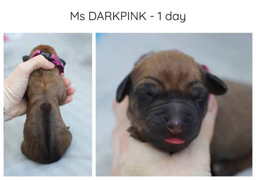 1day_darkpink