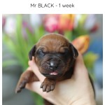 1week_black
